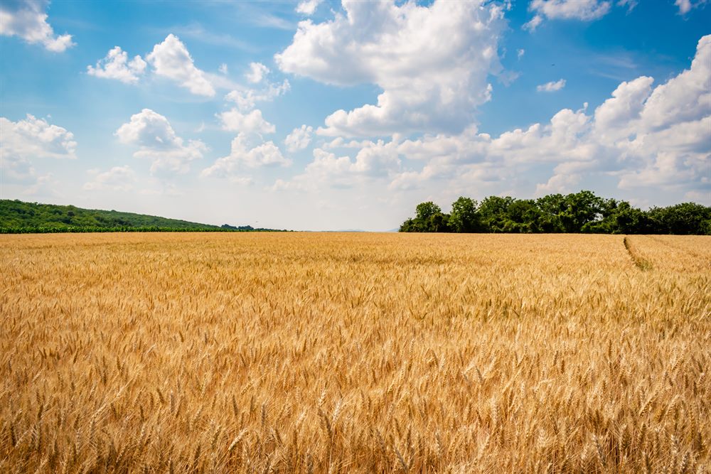 Mature wheat ears in an Argentine wheat field